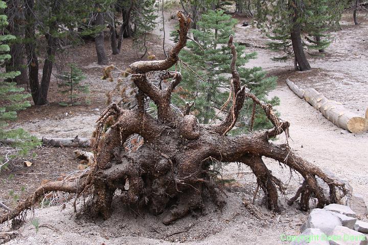 IMG_0238.JPG - Devils Post Pile, California