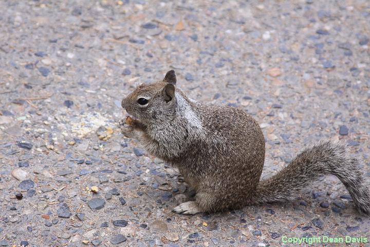 IMG_0305.JPG - Yosemite Valley, California