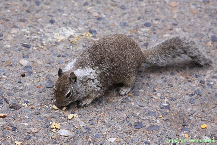 IMG_0306.JPG - Yosemite Valley, California